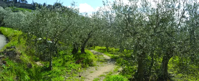 MAEC Cortona itinerari culturali la via teutonica, oliveti su terrazzamento