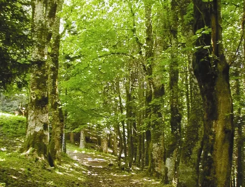 Sentiero dei Boschi