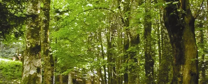 MAEC Cortona itinerari culturali sentiero dei Boschi, rimboschimenti di conifere e latifoglie