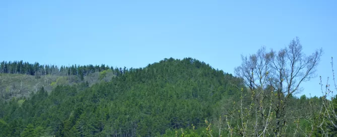 MAEC Cortona itinerari culturali sentiero del Castello, le pinete