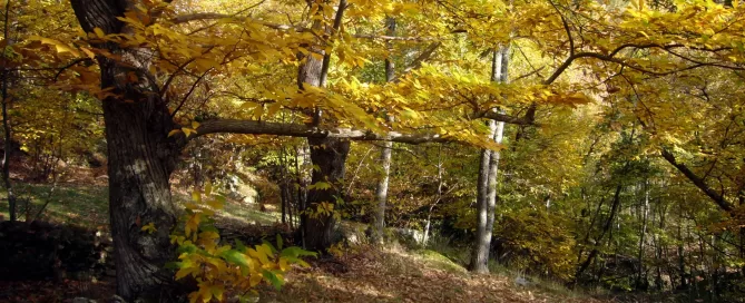 MAEC Cortona itinerari culturali sentiero delle Castagne, castagneto in autunno