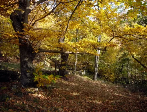 Sentiero delle Castagne